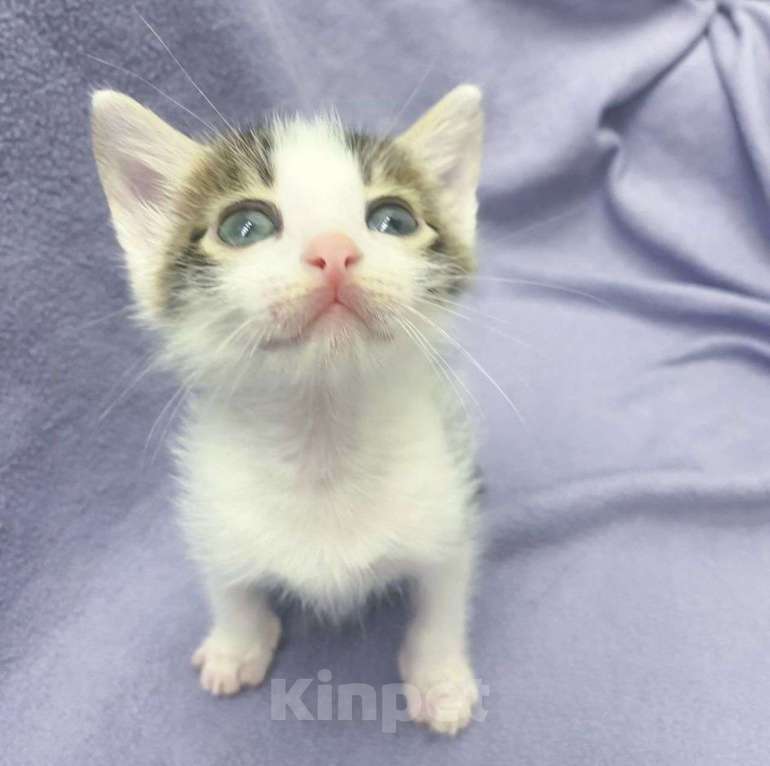 Кошки в Москве: Маленький котенок Зефир мечтает о доме  Мальчик, Бесплатно - фото 2