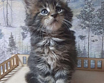 Кошки в Пензе: Мейн кун полидакт кот Мальчик, 25 000 руб. - фото 3
