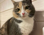 Кошки в Красногорске: Молодая кошечка Плюша ищет дом  Девочка, Бесплатно - фото 1
