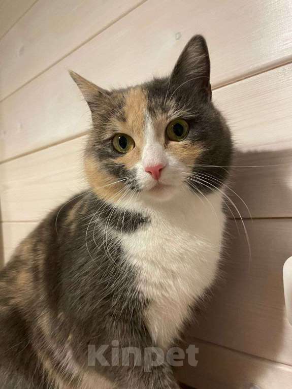 Кошки в Красногорске: Молодая кошечка Плюша ищет дом  Девочка, Бесплатно - фото 1