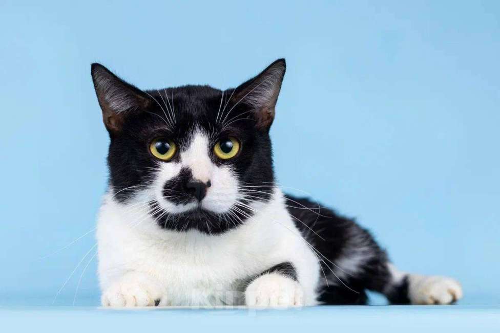 Кошки в Москве: Сладкий котик Изюм мечтает о доме Мальчик, Бесплатно - фото 1