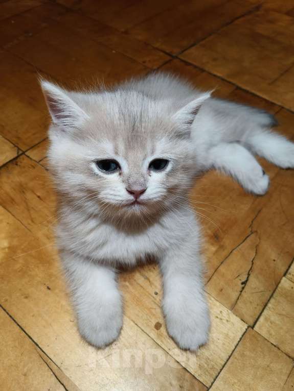 Кошки в Санкт-Петербурге: Продаются чистокровные котята британской шиншиллы Мальчик, 60 000 руб. - фото 2