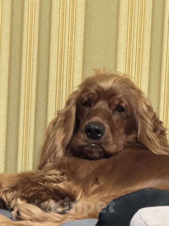 Собаки в Москве: Бусинку в добрые руки Мальчик, Бесплатно - фото 3