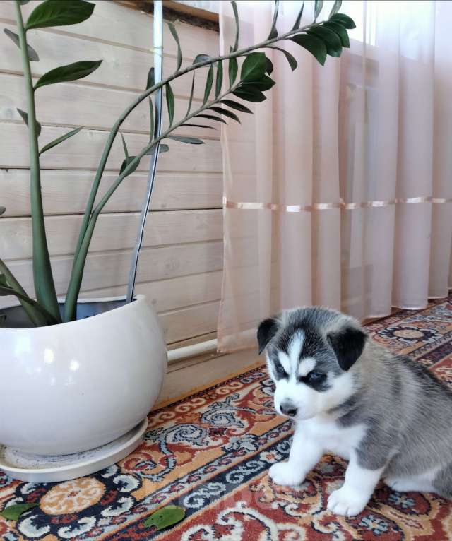 Собаки в Ярославле: Щенки сибирской хаски Девочка, 7 000 руб. - фото 2