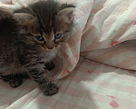 Кошки в Уфе: Котята в добрые руки Разнополые, Бесплатно - фото 5