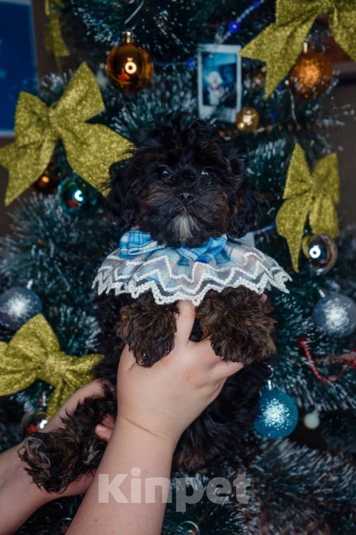 Собаки в Пушкино: Девочки мальтипу ф1 фантом  Девочка, 50 000 руб. - фото 2