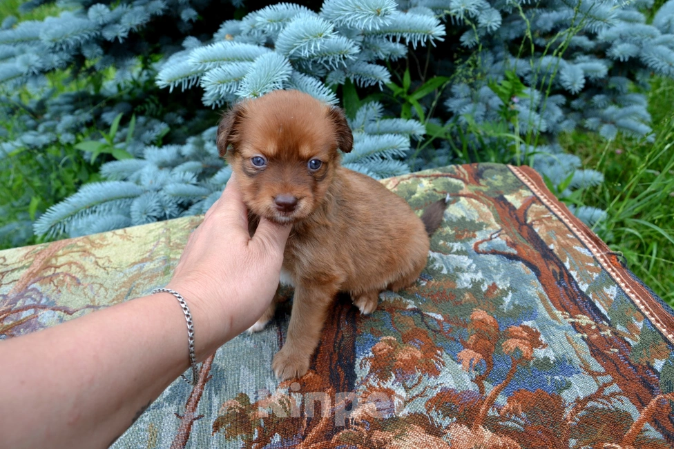 Собаки в Москве: Щенок мальчик ксоло медио в шерсти  Мальчик, 10 000 руб. - фото 2