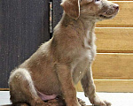 Собаки в Москве: Шоколадное чудо, милейший щеночек Ансел в добрые руки Мальчик, Бесплатно - фото 4