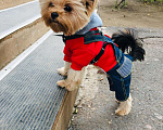 Собаки в Оренбурге: Вязка йоркширский тойтерьер, 1 руб. - фото 2
