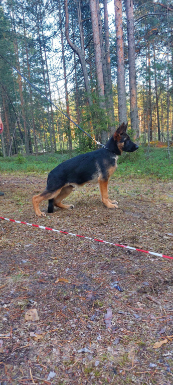 Собаки в Коряжме: Щенки немецкой овчарки. РКФ Мальчик, 35 000 руб. - фото 2