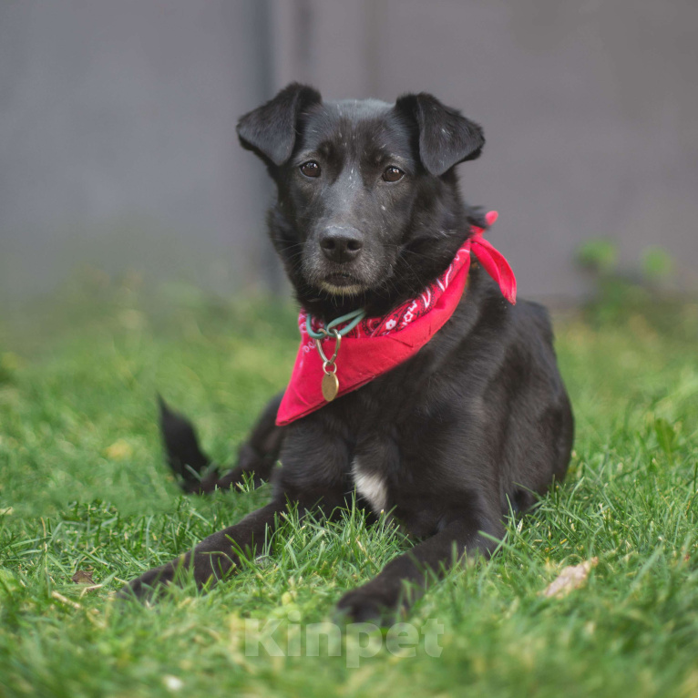Собаки в Москве: Кола Девочка, Бесплатно - фото 3