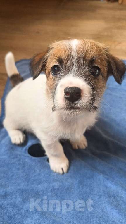 Собаки в Москве: Джек Рассел терьер Девочка, 25 000 руб. - фото 1