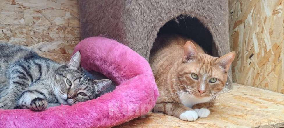 Кошки в Раменском: Отдаются бесплатно кошечка Плакса и кот Рыжик. Мальчик, Бесплатно - фото 2