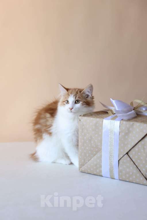 Кошки в Серпухове: Фиалка Русские Цветы Курильский Бобтейл Девочка, 50 000 руб. - фото 4