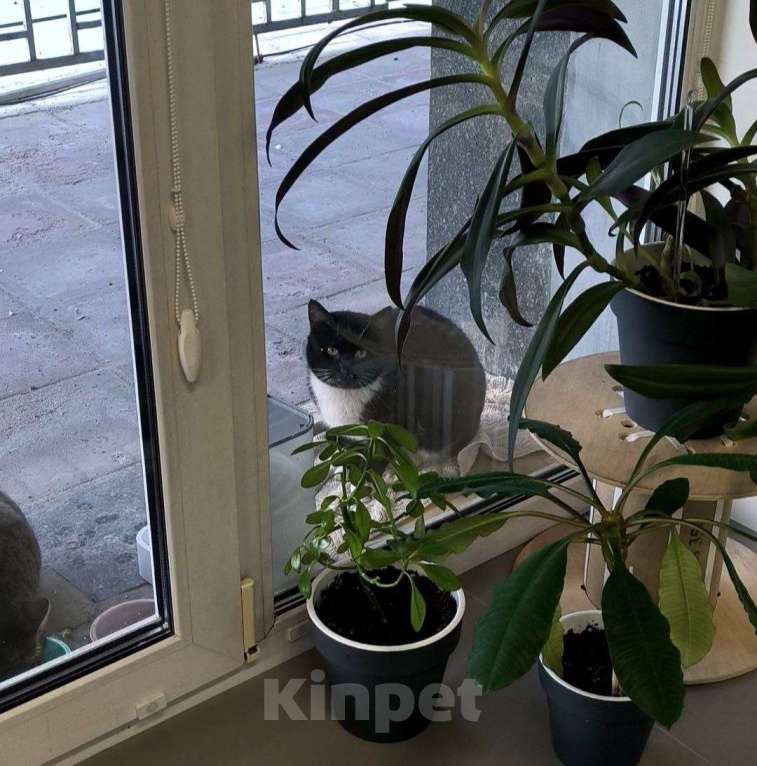 Кошки в Москве: Черно-белый ласковый кот в добрые руки Мальчик, Бесплатно - фото 6