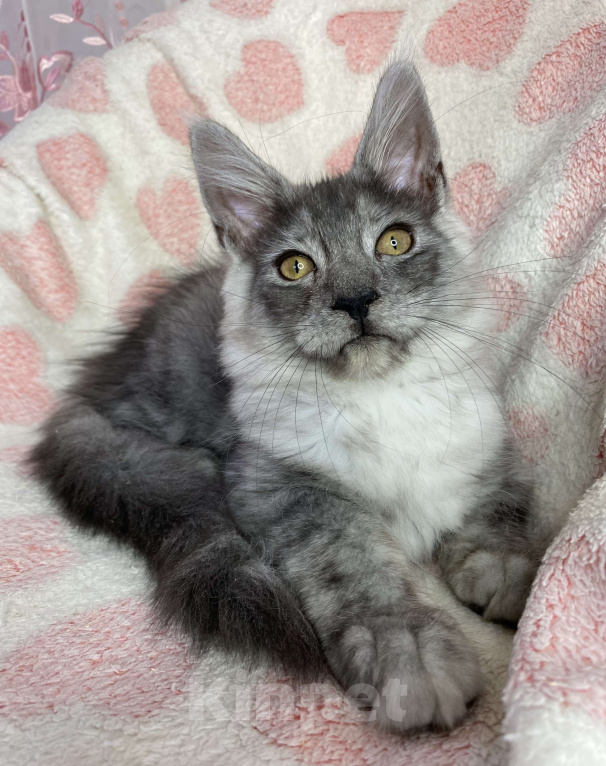 Кошки в Дмитрове: Черная дымчатая девочка мейн кун Adel Девочка, 20 000 руб. - фото 2