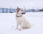 Собаки в Подольске: Очаровательный песик Каспий в добрые руки Мальчик, Бесплатно - фото 4