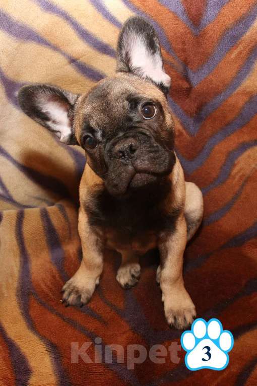 Собаки в Липецке: Французский бульдог. Щенки "соболиного окраса" Мальчик, 80 000 руб. - фото 3