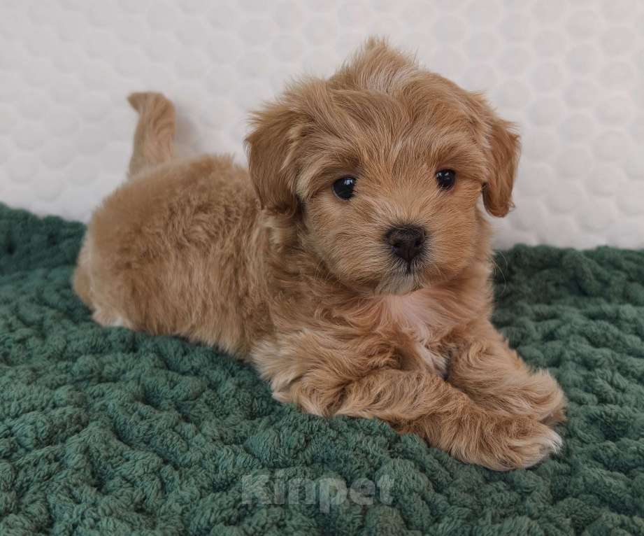 Собаки в Санкт-Петербурге: Щенки мальтипу f1 мини Девочка, Бесплатно - фото 9