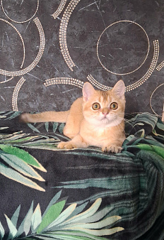 шотландский  прямоухий котёнок