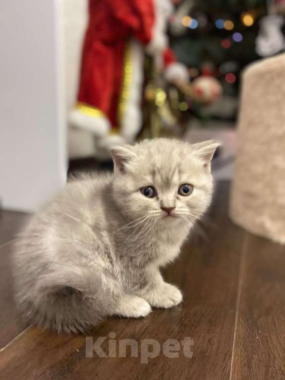 Кошки в Белгороде: Шотландская девочка Девочка, 10 000 руб. - фото 3