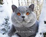 Кошки в Вологде: Британский голубой котенок Мальчик, 40 000 руб. - фото 4