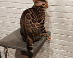 Кошки в Лыткарино: Бенгальский котенок мальчик Лексус  с документами  Мальчик, 25 000 руб. - фото 2