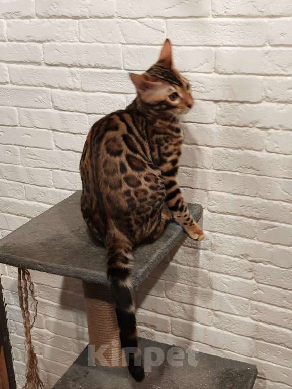 Кошки в Лыткарино: Бенгальский котенок мальчик Лексус  с документами  Мальчик, 25 000 руб. - фото 2