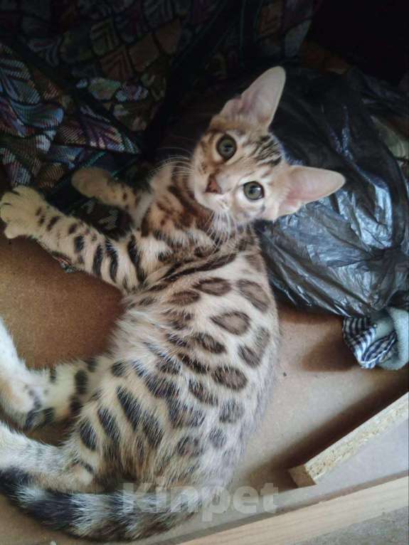 Кошки в Москве: Бенгальские тигрята Мальчик, 30 000 руб. - фото 2