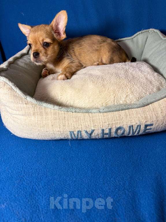 Собаки в Москве: Чихуахуа-  Мальчик Мальчик, 15 000 руб. - фото 3