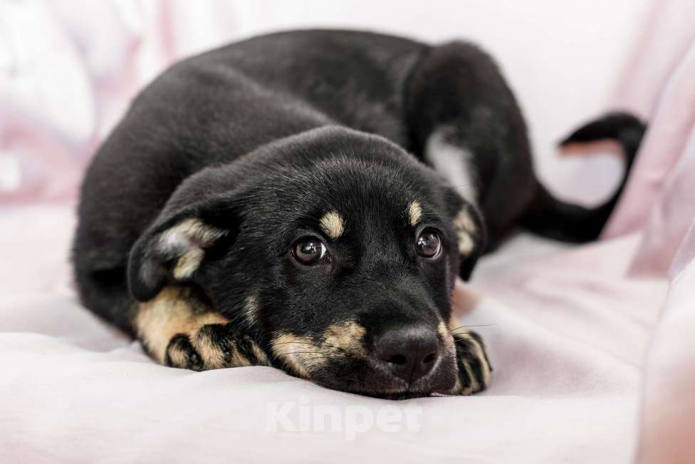 Собаки в Одинцово: Щенок метис Мальчик, Бесплатно - фото 2