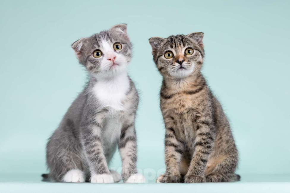 Кошки в Москве: Вислоухие котята в добрые руки Мальчик, 1 руб. - фото 4