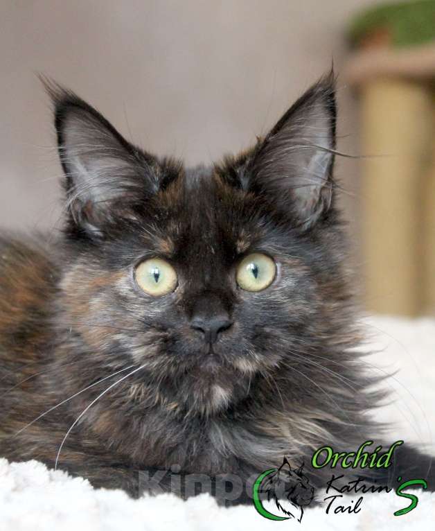 Кошки в Санкт-Петербурге: Девочка Мейн Кун готова к переезду Девочка, 20 000 руб. - фото 3