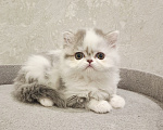 Кошки в Ярославле: Шотландская длинношерстная девочка Девочка, 35 000 руб. - фото 5