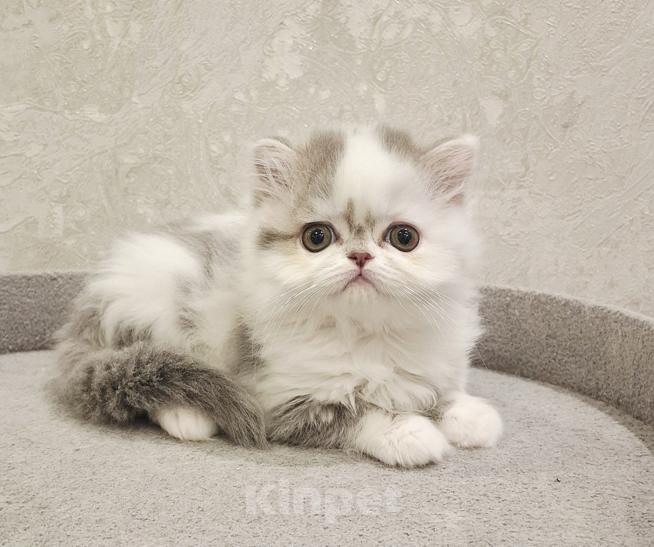 Кошки в Ярославле: Шотландская длинношерстная девочка Девочка, 35 000 руб. - фото 5