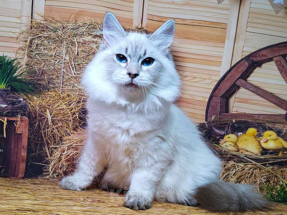 Кошки в других городах Московской области: Мальчик Обеликс Мальчик, 40 000 руб. - фото 2