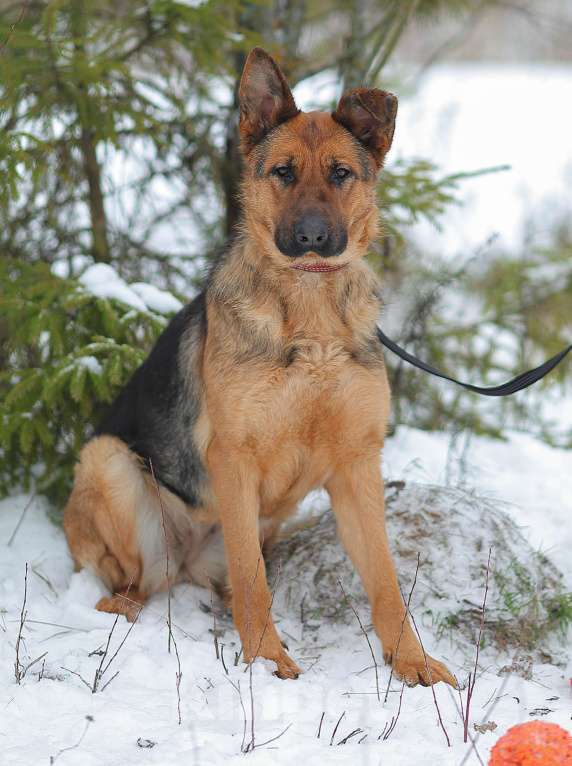 Собаки в Москве: Акулина, ласковая овчарка Девочка, 1 руб. - фото 2