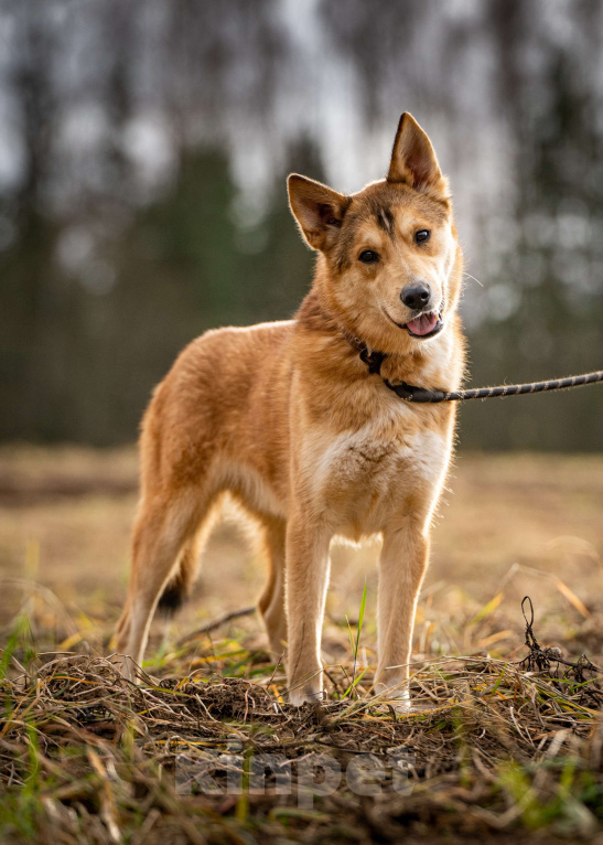 Собаки в Клине: Рико — пёс, созданный для людей Мальчик, Бесплатно - фото 5