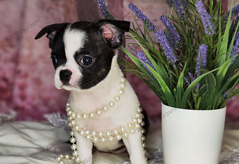 Девочка Кобби тип