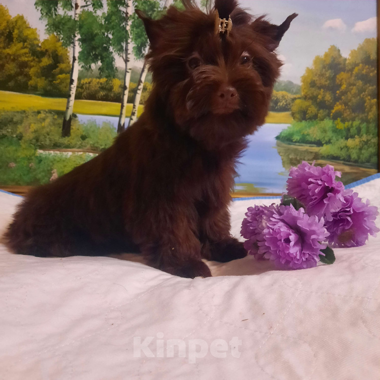 Собаки в Набережных Челнах: Трюфель Мальчик, 45 000 руб. - фото 1