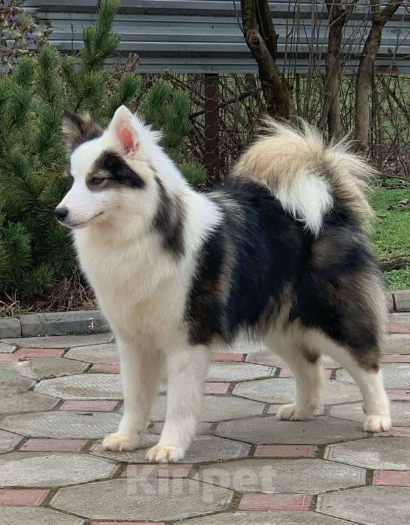 Собаки в Москве: Ненецкая оленегонная лайка. Сука Алекса. Девочка, 75 000 руб. - фото 4