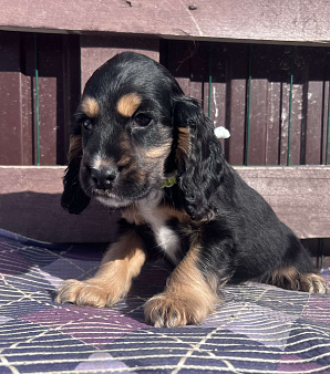 Английский Кокер спаниель 