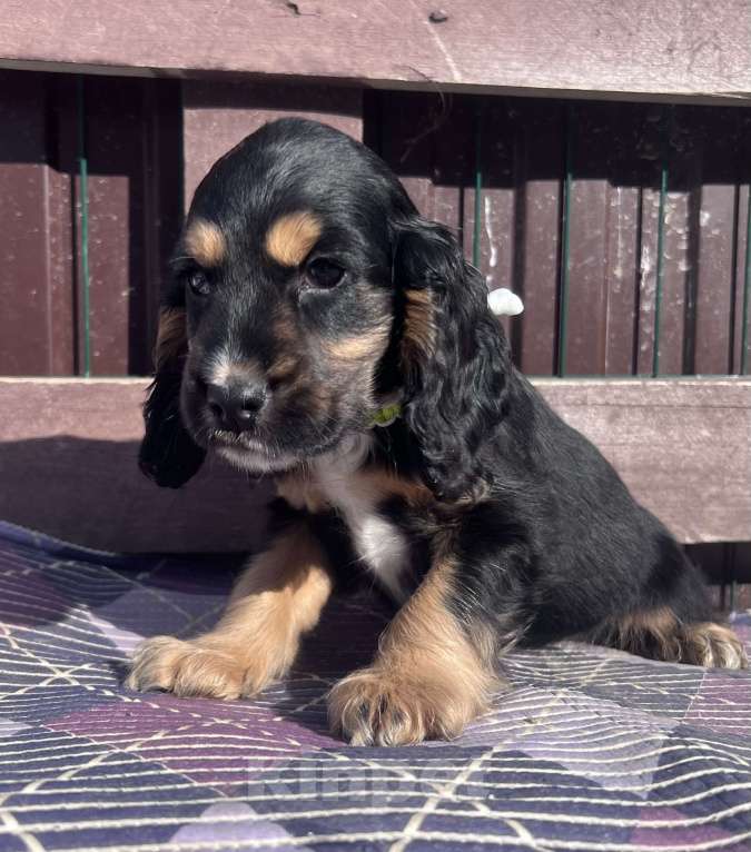 Собаки в других городах Ставропольского края: Английский Кокер спаниель  Мальчик, 5 000 руб. - фото 1