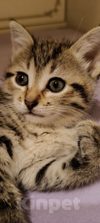 Кошки в Химках: Кошечка Девочка, 1 500 руб. - фото 4