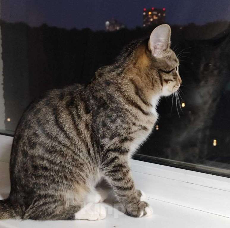 Кошки в Москве: Семья, ну где же вы пропадаете?  Мальчик, Бесплатно - фото 4