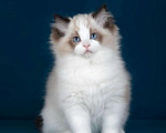 Кошки в Москве: Рэгдолл котята  Мальчик, Бесплатно - фото 7