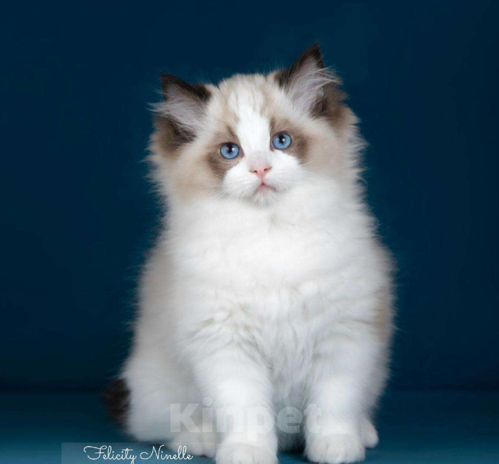 Кошки в Москве: Рэгдолл котята  Мальчик, Бесплатно - фото 7