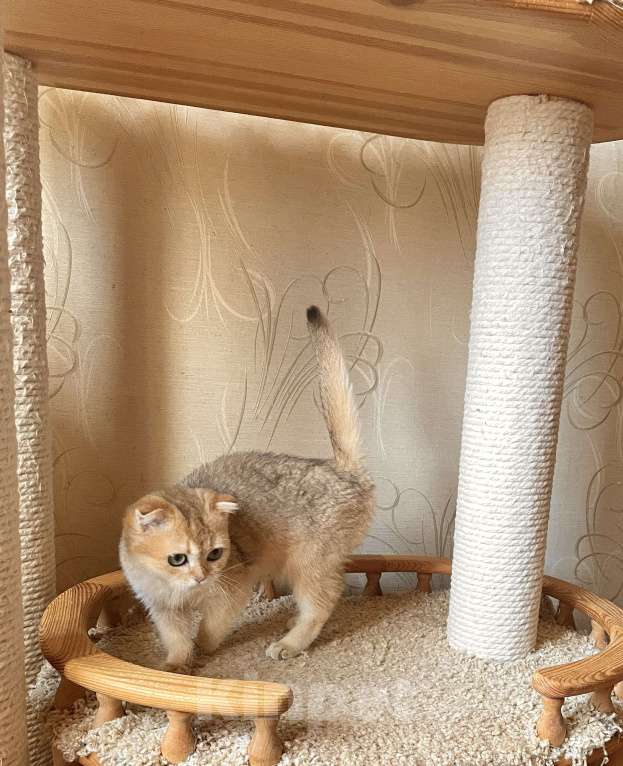 Кошки в Волгограде: Котёнок шотландский золотого окраса Девочка, 10 000 руб. - фото 2