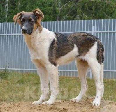 Собаки в Москве: Дон Мальчик, Бесплатно - фото 4