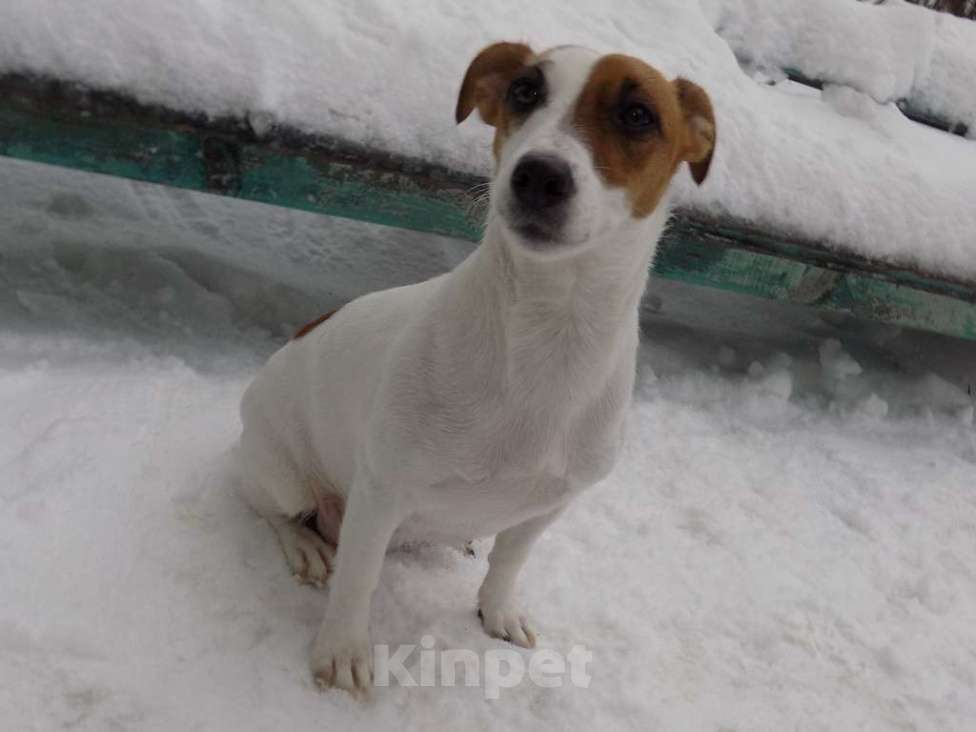 Собаки в Москве: Джек рассел терьер, мальчики Мальчик, 30 000 руб. - фото 2